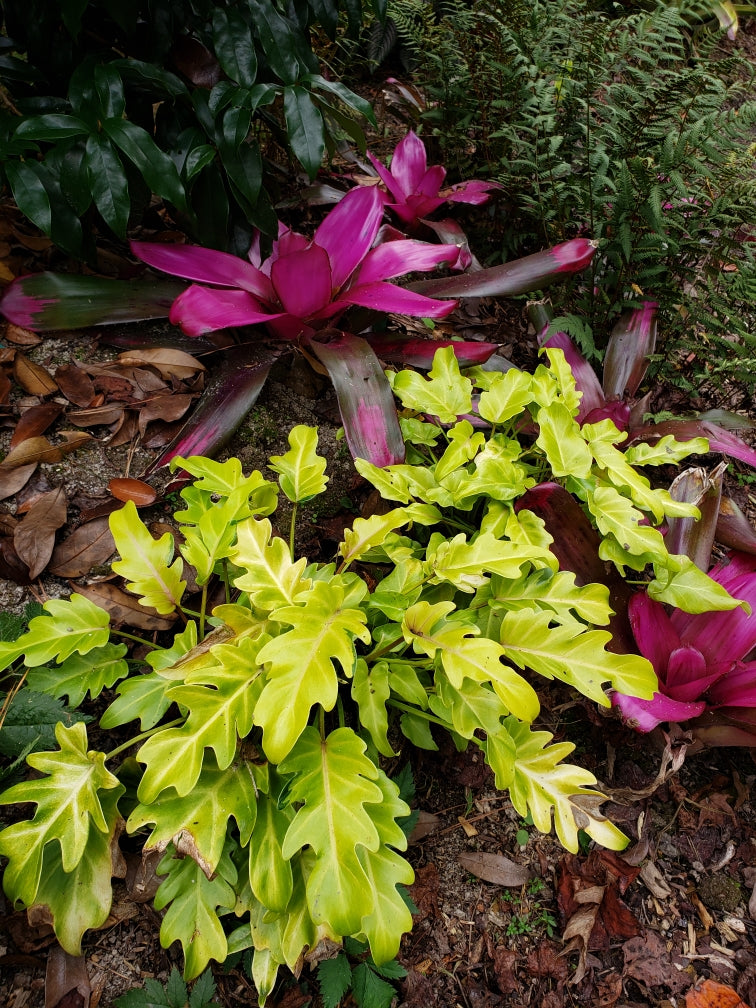 Gallery Garden Treasures Nursery