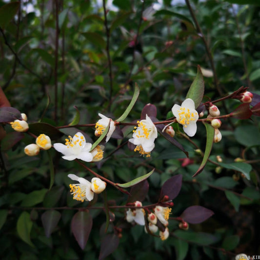 Camellia parvilimba