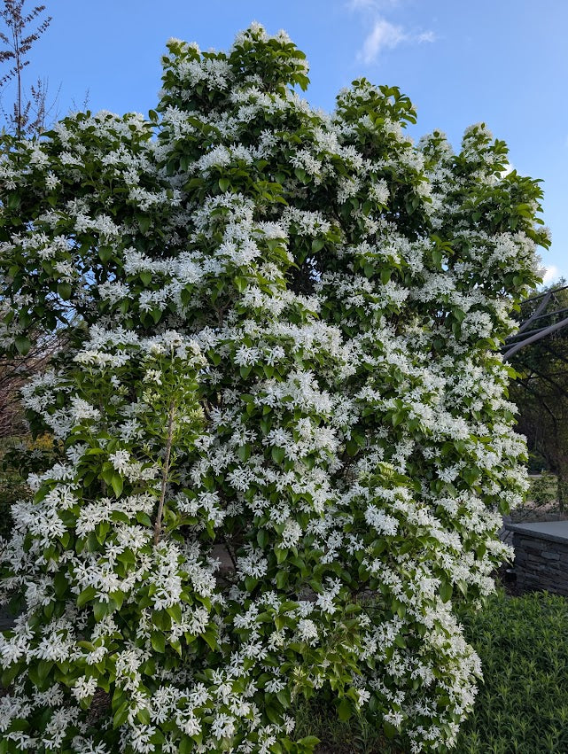 Chionanthus retusus 'Tokyo Tower'