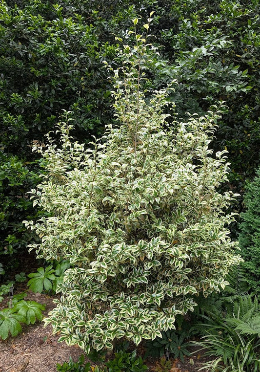 Camellia rusticana 'Koshi-no-fubuki'