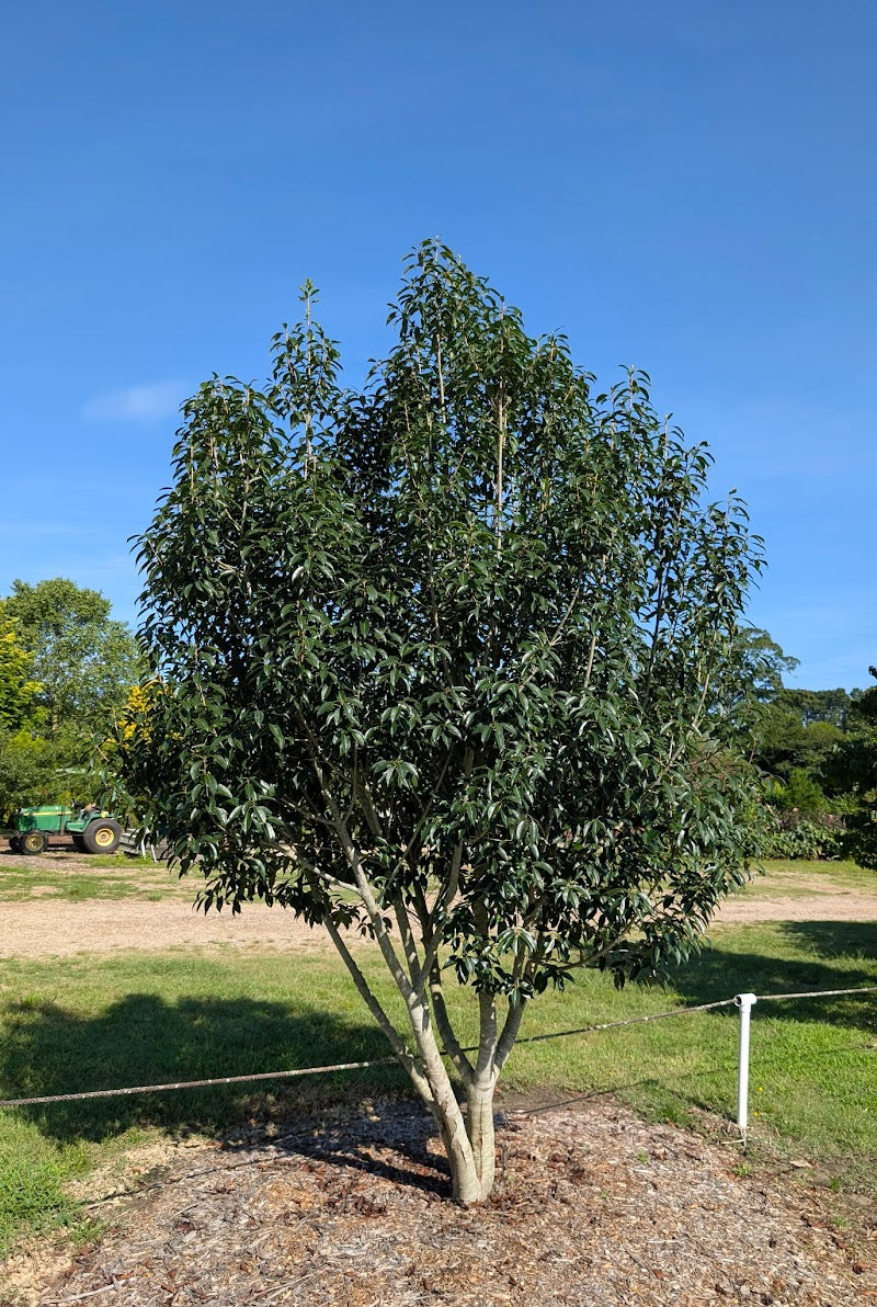 Ilex purpurea 'Cherry Ice'