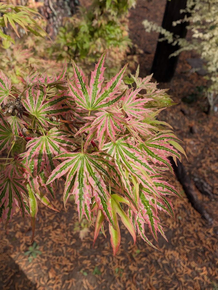 Acer palmatum 'Abigail Rose' Dwarf Variegated Japanese Maple