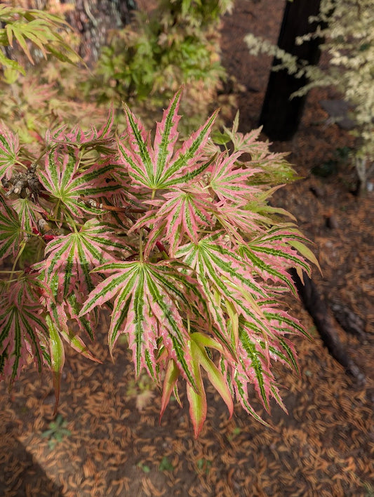 Acer palmatum 'Abigail Rose' Dwarf Variegated Japanese Maple