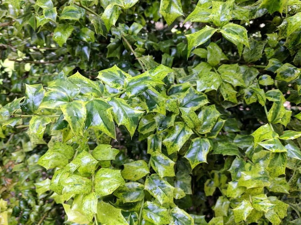 Ilex x 'Sadie Scudder'