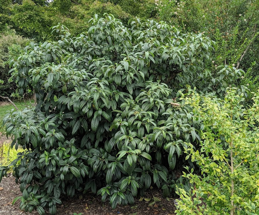 Viburnum cinnamomifolium