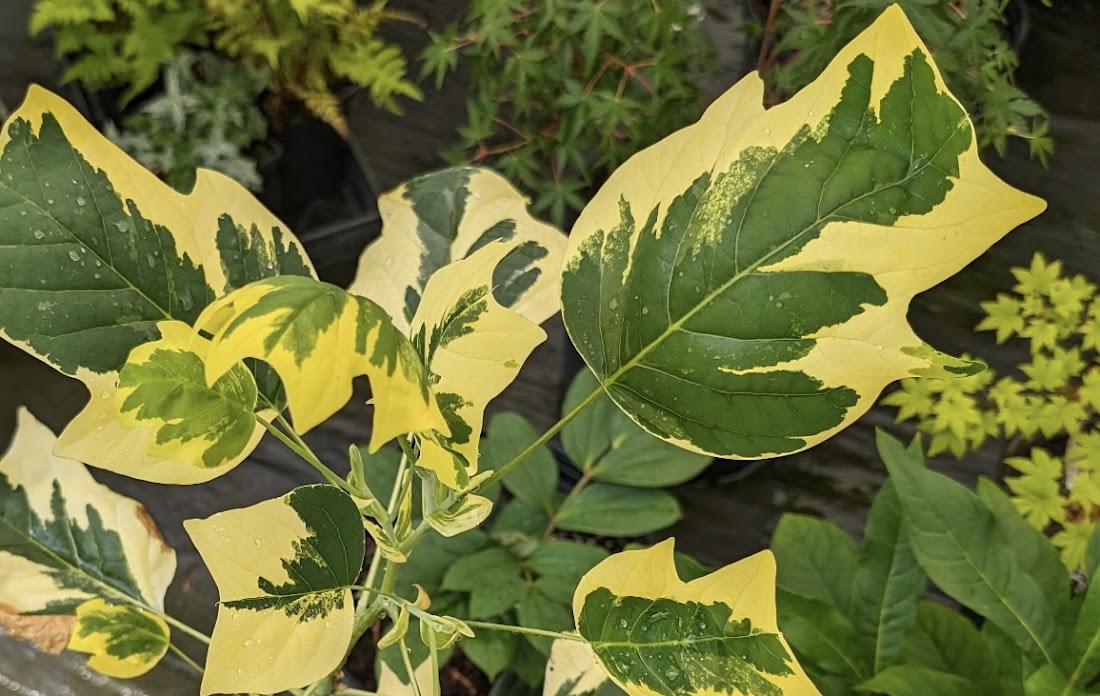 Liriodendron tulipifera 'Snowbird' RARE!!! – Garden Treasures Nursery