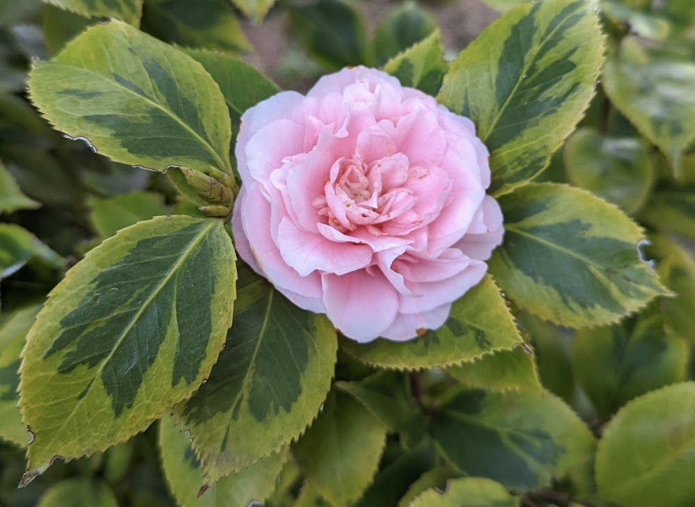Camellia japonica 'Debutante Benten'