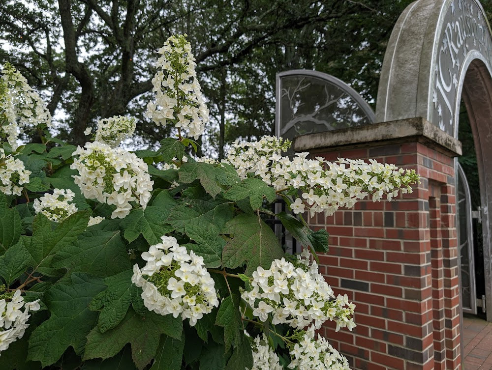 Hydrangea quercifolia 'Snowflake'