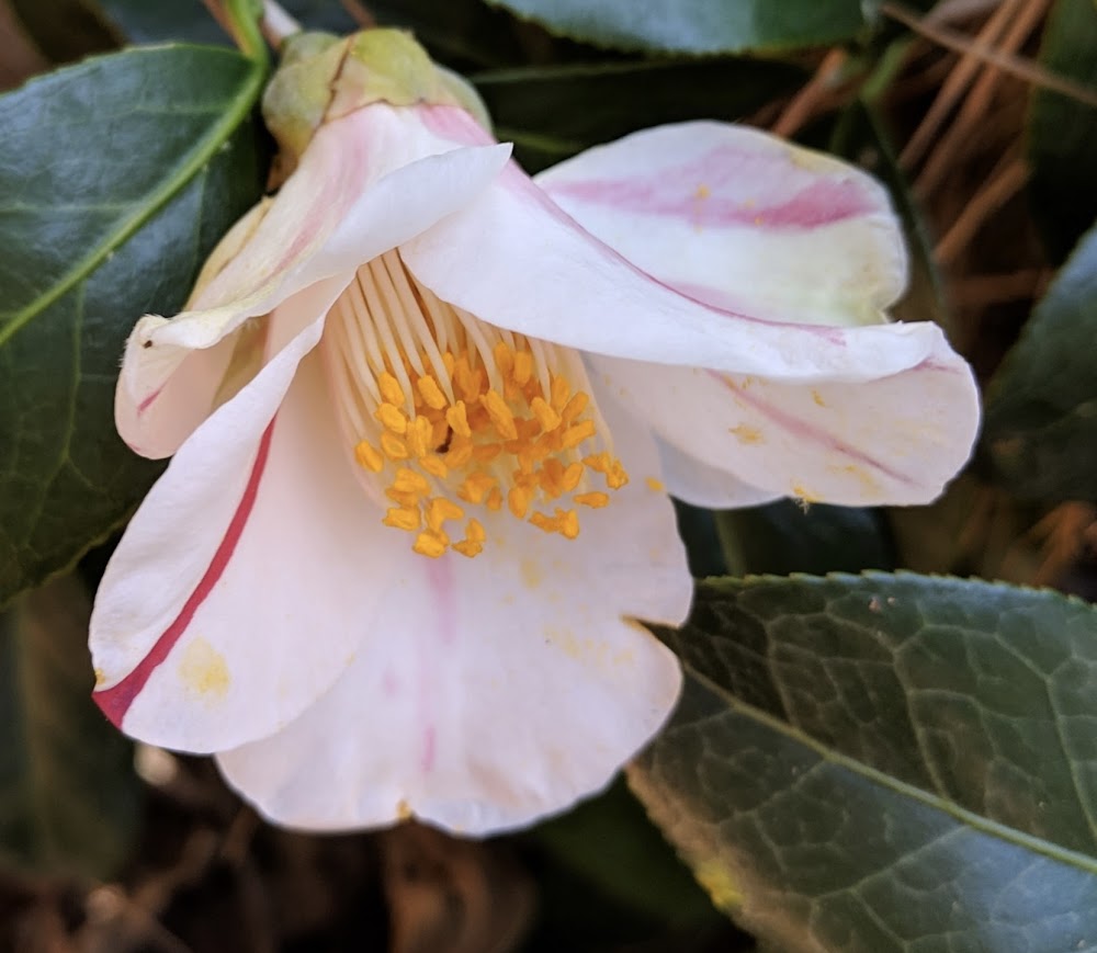 Camellia japonica 'Yuri Shibori'