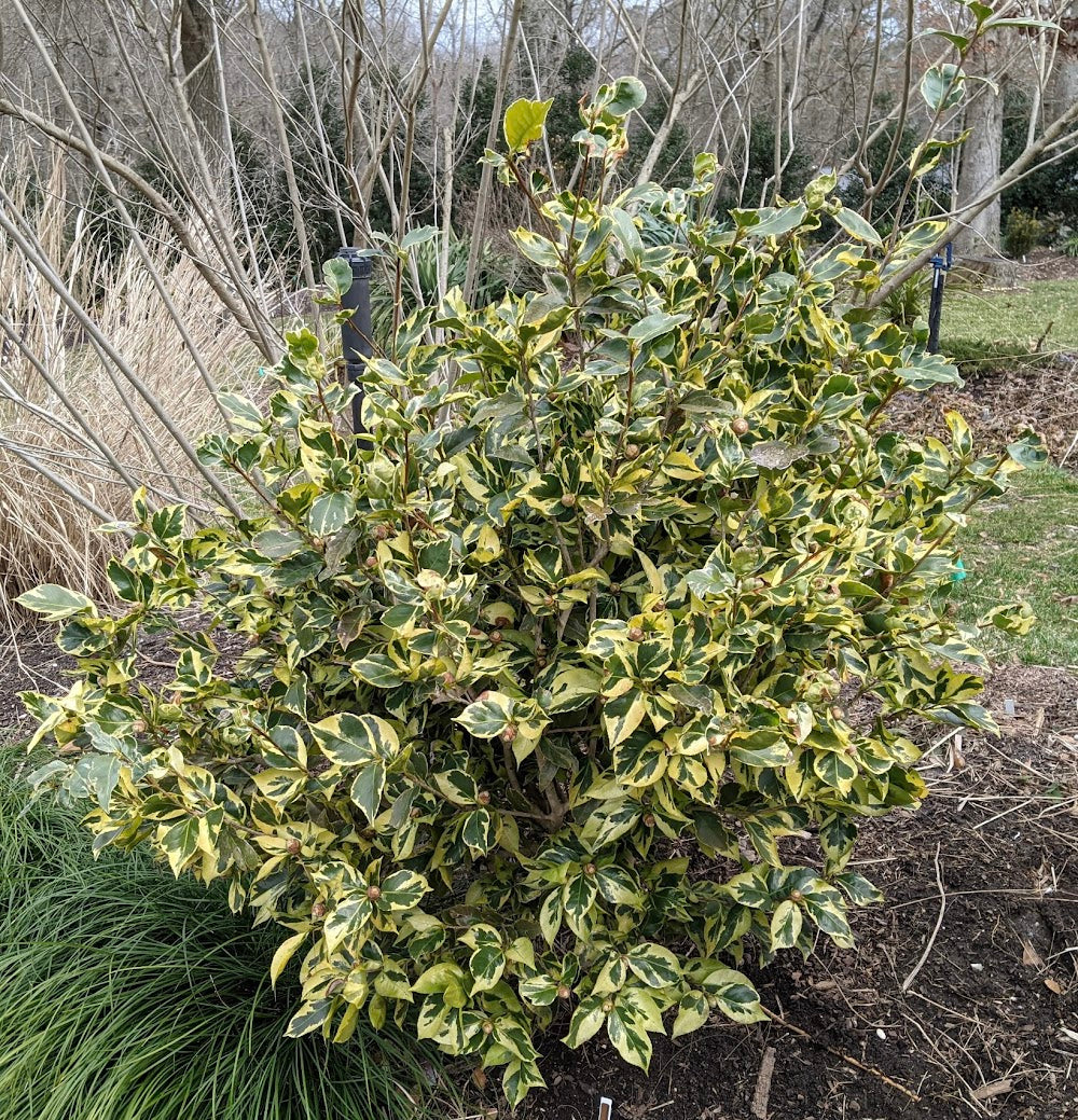 Camellia japonica 'Geoff Hamilton'