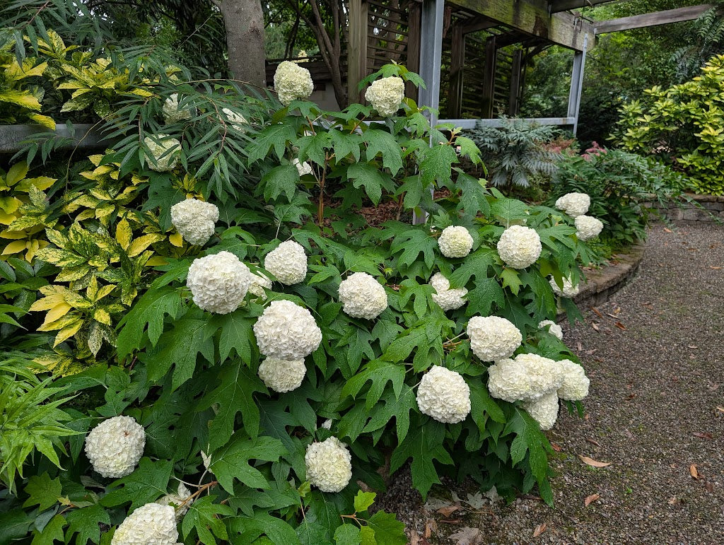 Hydrangea quericfolia 'Turkey Heaven'