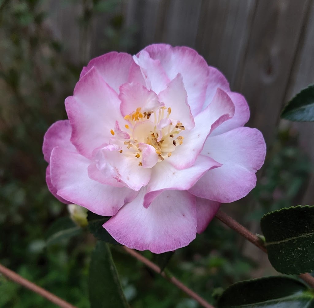 Camellia sasanqua 'October Magic Orchid'