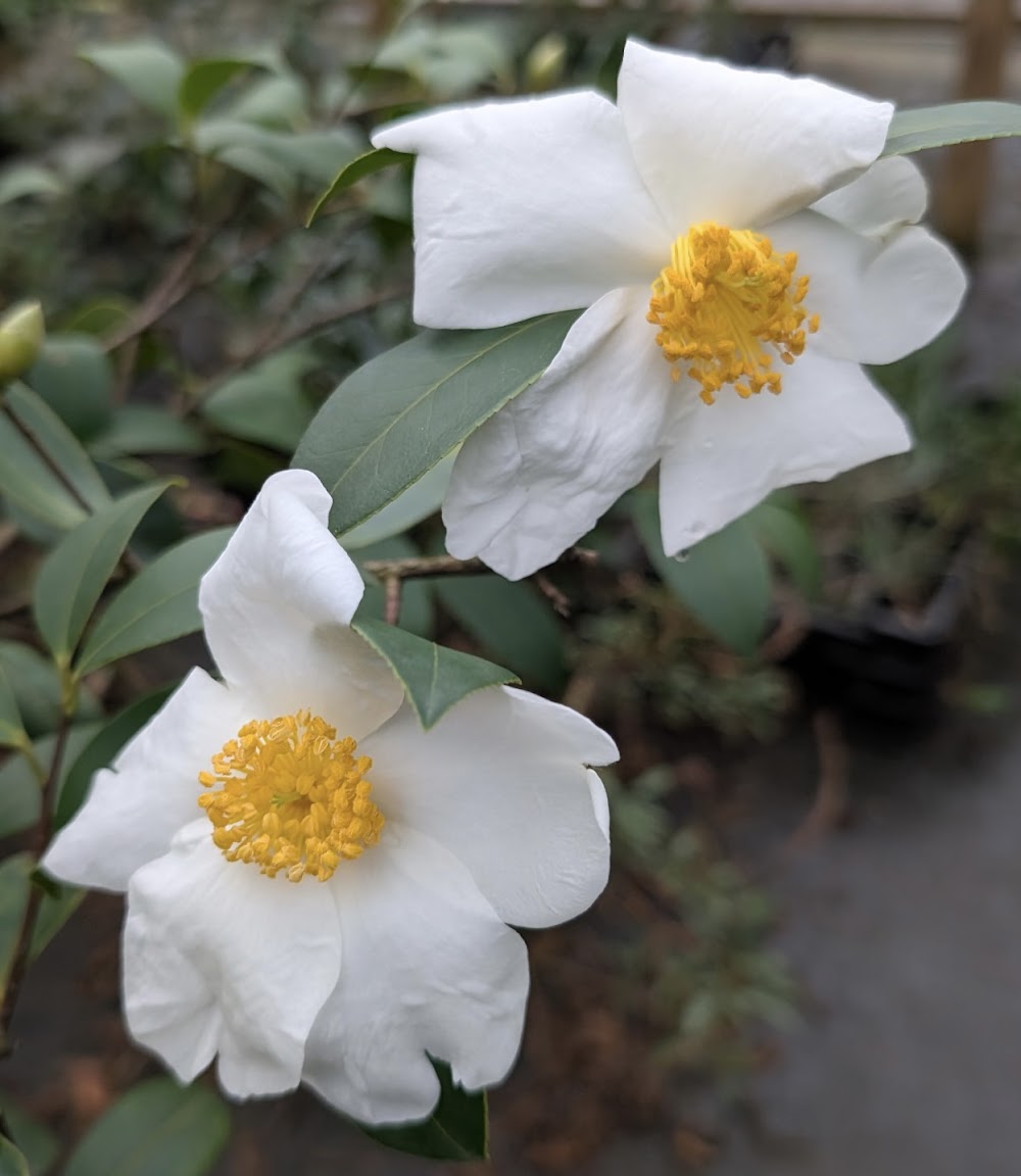 Camellia vietnamensis (Cliff Parks clone) RARE