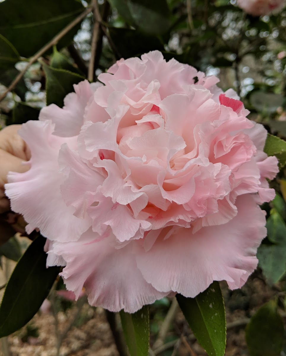 Camellia japonica 'Elaine's Betty'