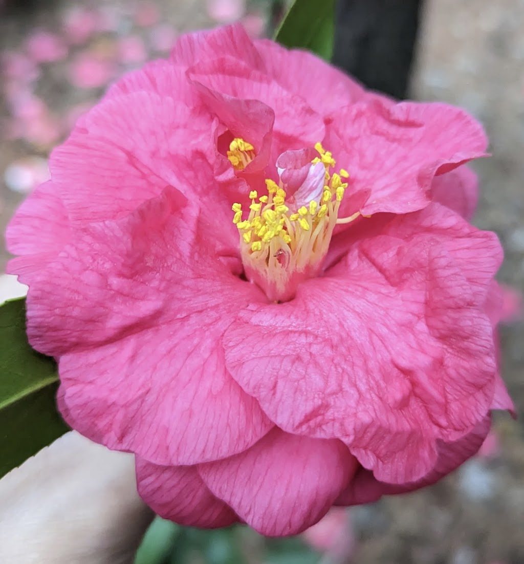 Camellia japonica 'Maryland' RARE – Garden Treasures Nursery