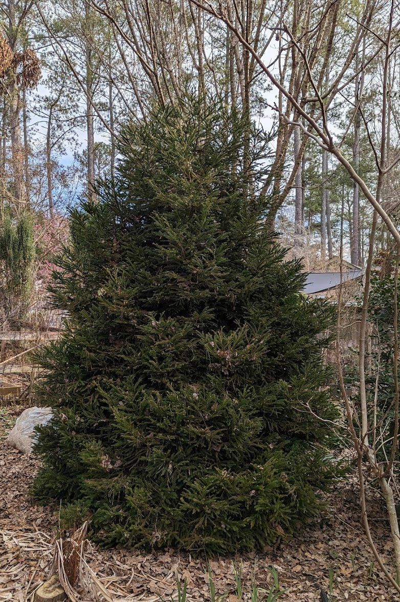 Cryptomeria japonica 'Gyokuryu'