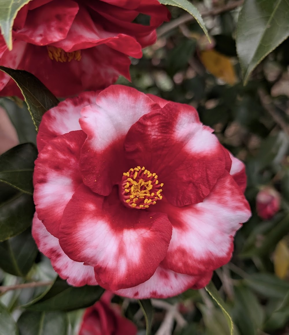 Camellia japonica 'Royal Velvet Variegated'