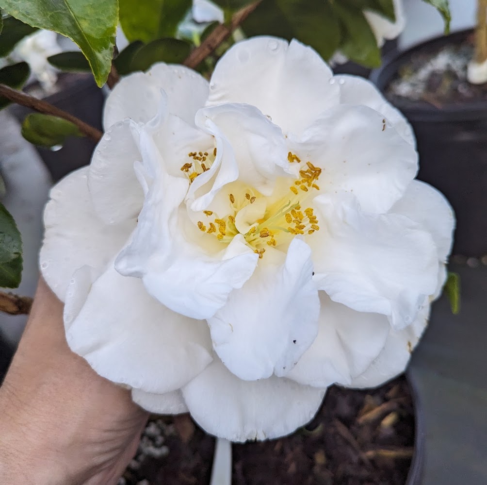 Camellia japonica 'Kirsti Leigh'
