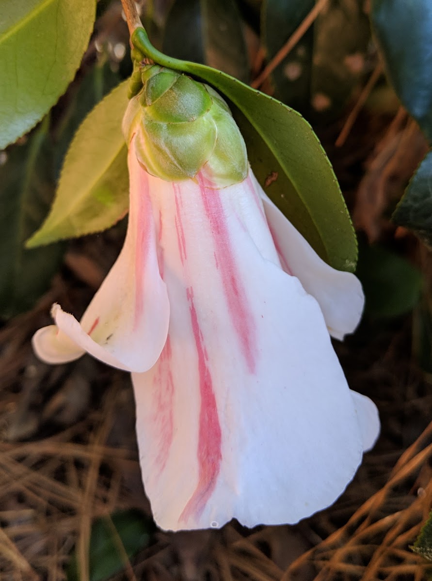 Camellia japonica 'Yuri Shibori'
