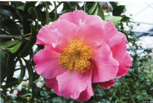 Camellia x williamsii 'Tiptoe'