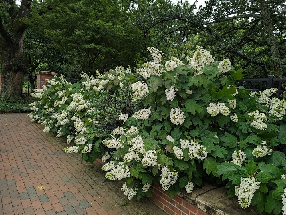 Hydrangea quercifolia 'Snowflake'