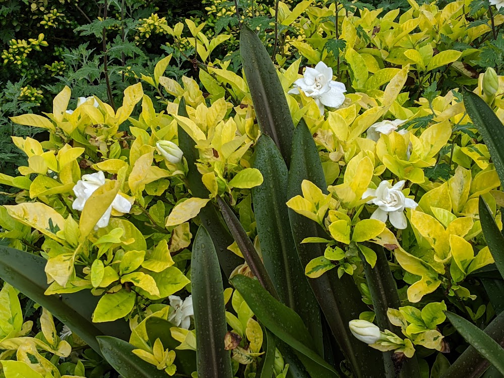 Gardenia jasminoides 'Ogon No Hana'