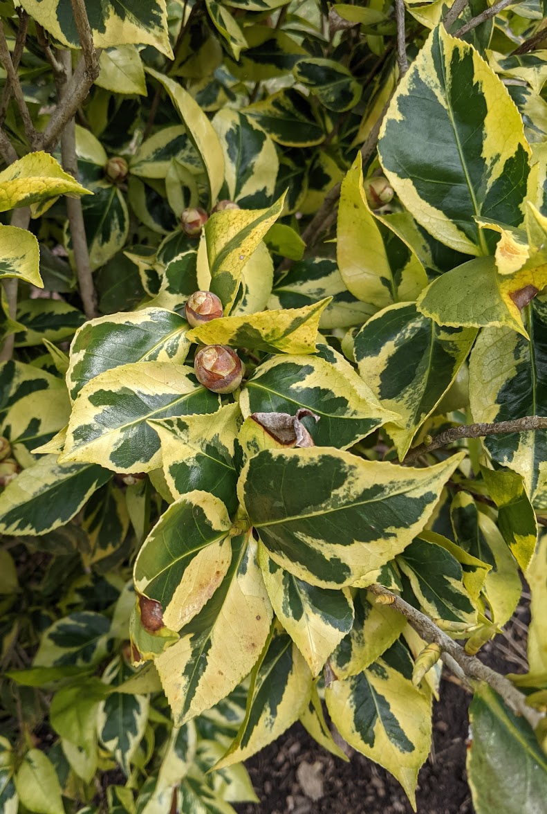 Camellia japonica 'Geoff Hamilton'