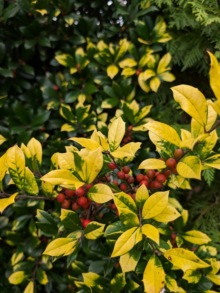 Ilex x attenuata 'Sunny Foster'