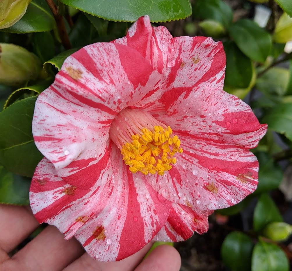 Camellia 'Young Red Tiger' RARE
