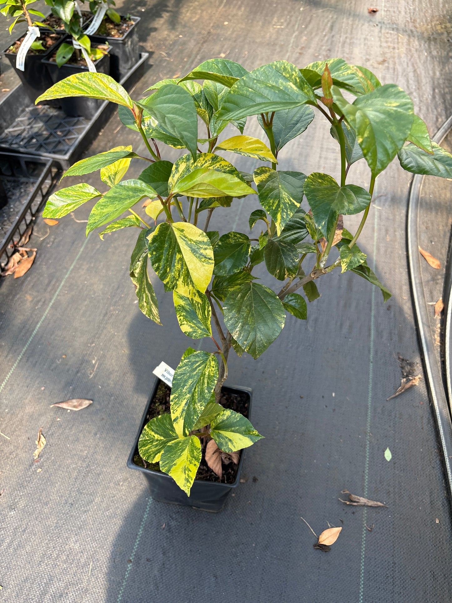 Viburnum japonicum 'Variegatum"