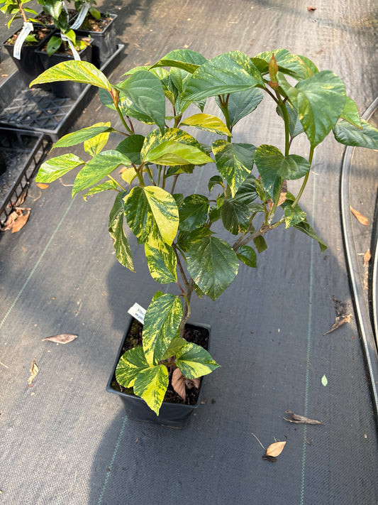 Viburnum japonicum 'Variegatum"