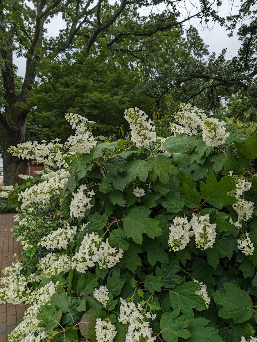 Hydrangea quercifolia 'Snowflake'