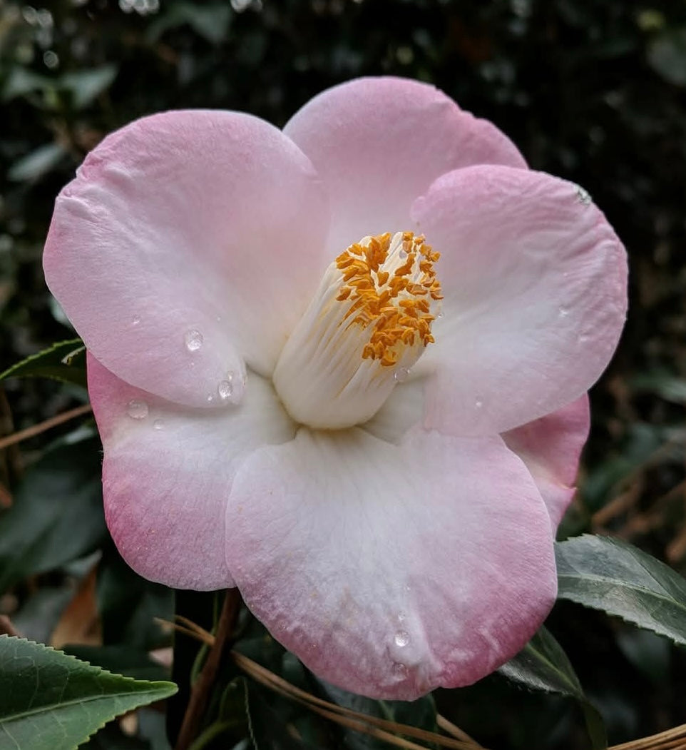 Camellia japonica 'Sunny Side'