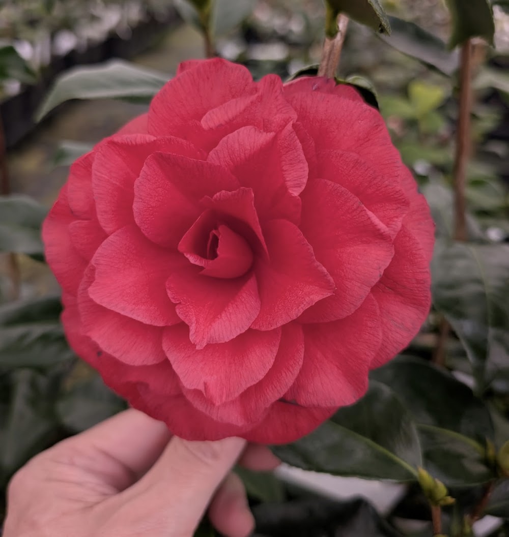 Camellia japonica 'Volgothstar'