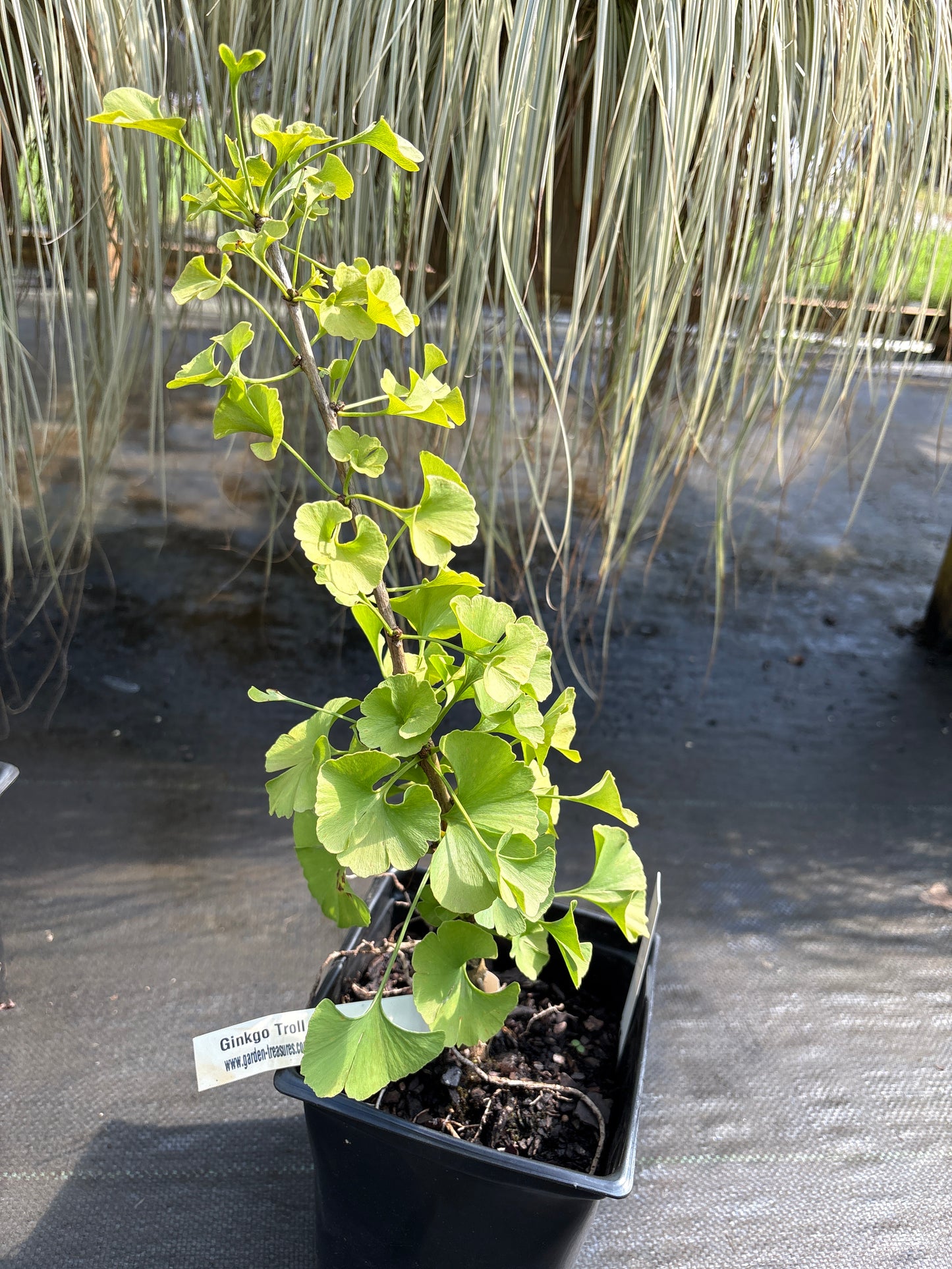Ginkgo biloba 'Troll'