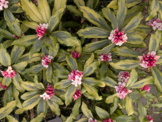 Daphne odora 'Nakafu' RARE!