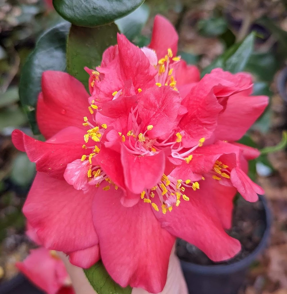 Camellia japonica 'Bertram Drinkard'