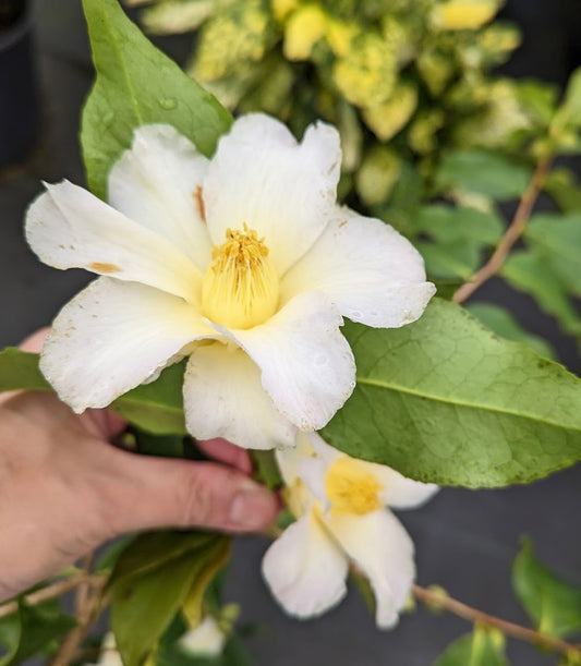 Camellia x 'Weeping Yellow' EXCLUSIVE NEW RELEASE - RARE!!!