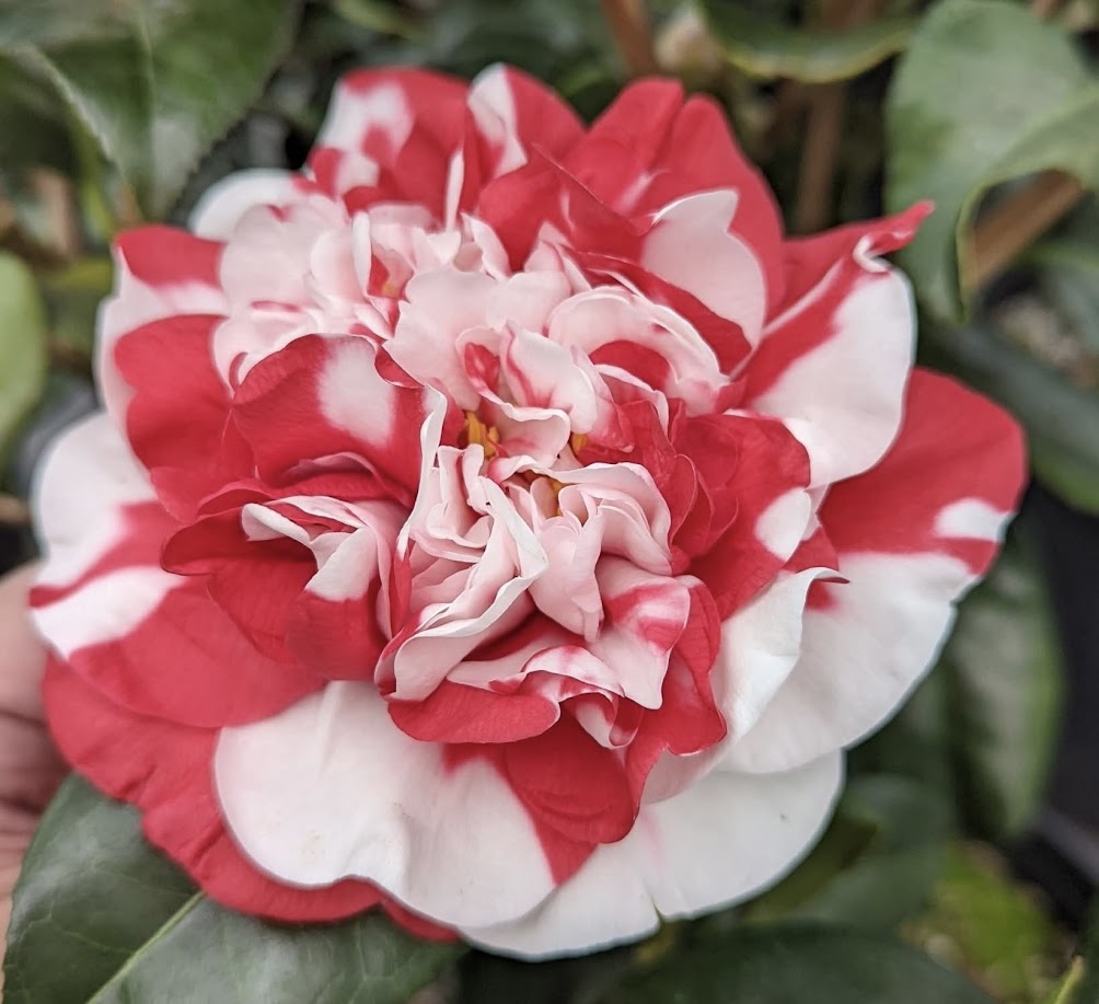 Camellia japonica 'All American'