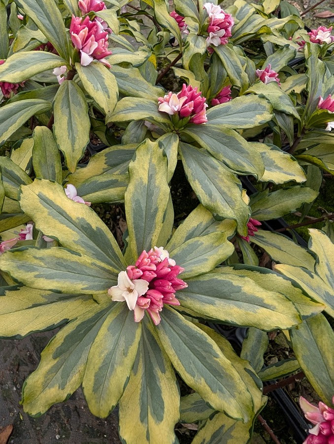 Daphne odora 'Nakafu' RARE! – Garden Treasures Nursery