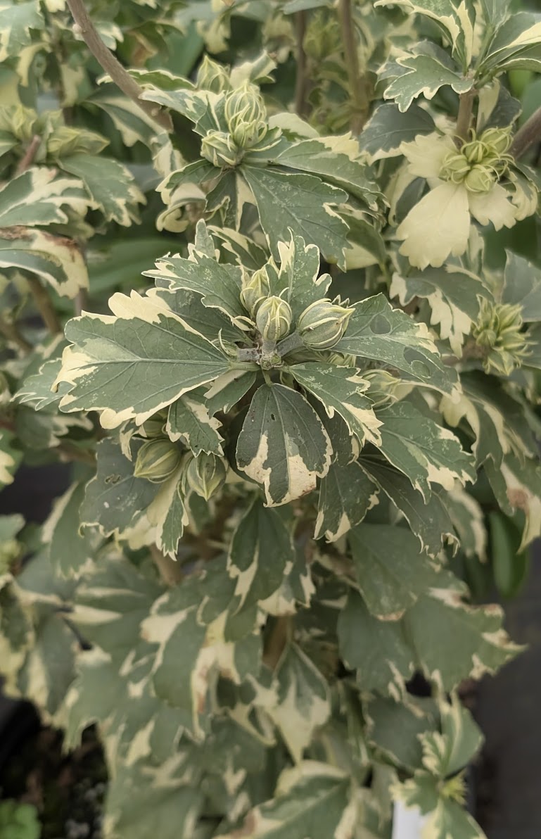 Hibiscus syriacus 'Miss Julene'
