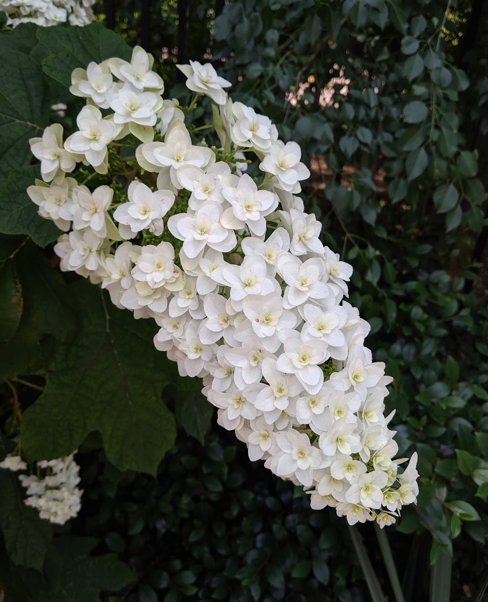 Hydrangea quercifolia 'Snowflake'
