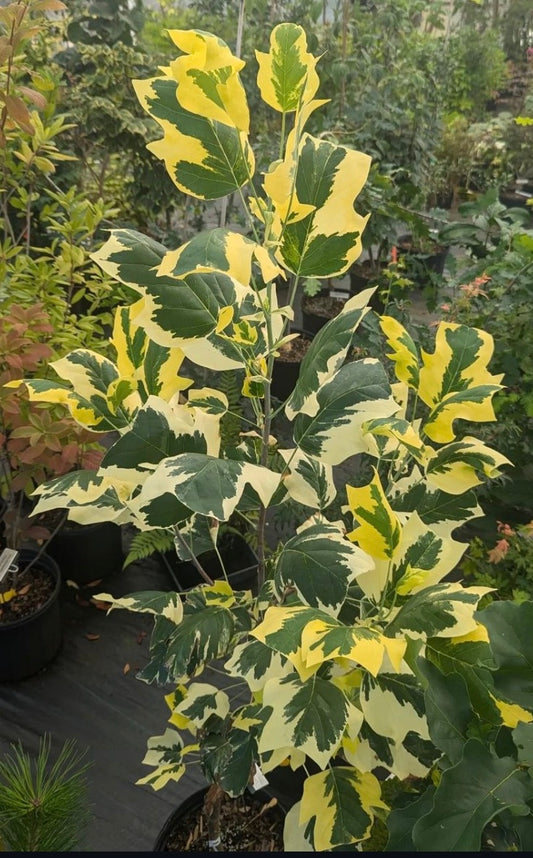 Liriodendron tulipifera 'Snowbird' RARE!!!