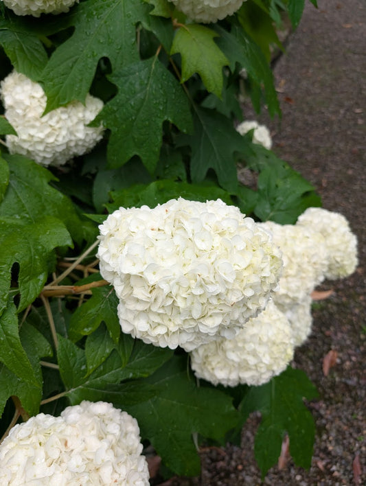 Hydrangea quercifolia 'Turkey Heaven'