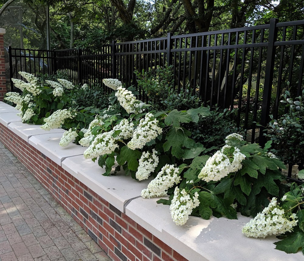 Hydrangea quercifolia 'Snowflake'
