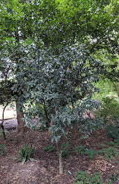 Acer fabri