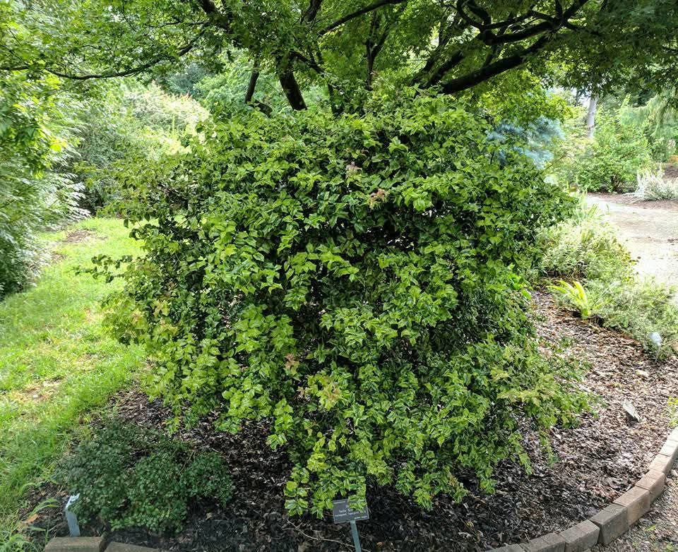 Ilex x 'Sadie Scudder'