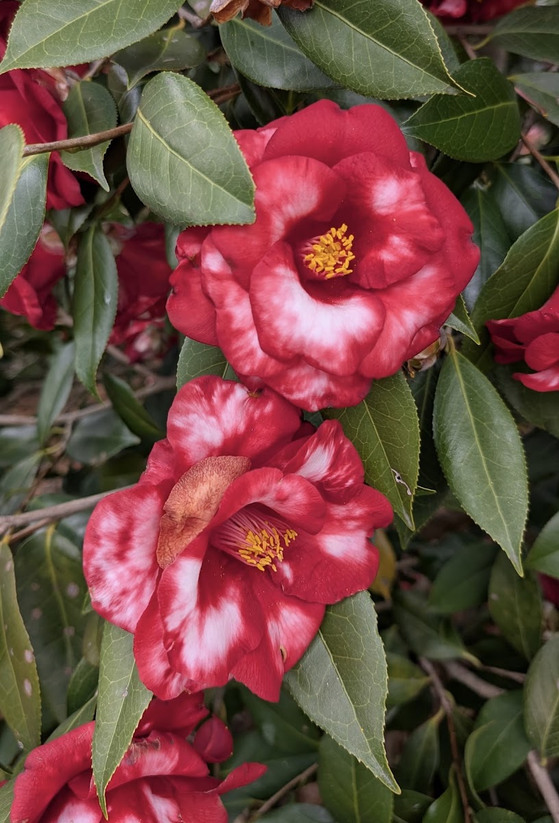 Camellia japonica 'Royal Velvet Variegated'