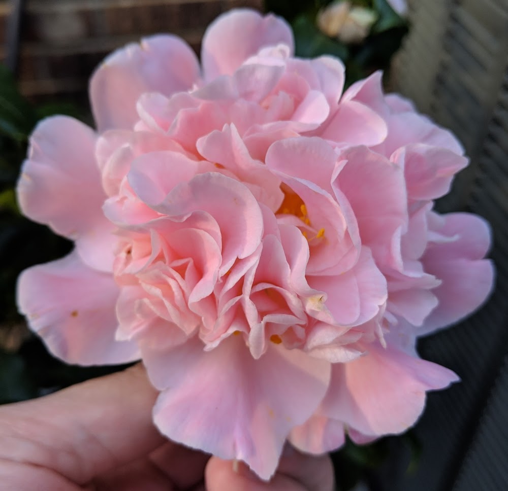 Camellia japonica 'Zelda Fitzgerald'