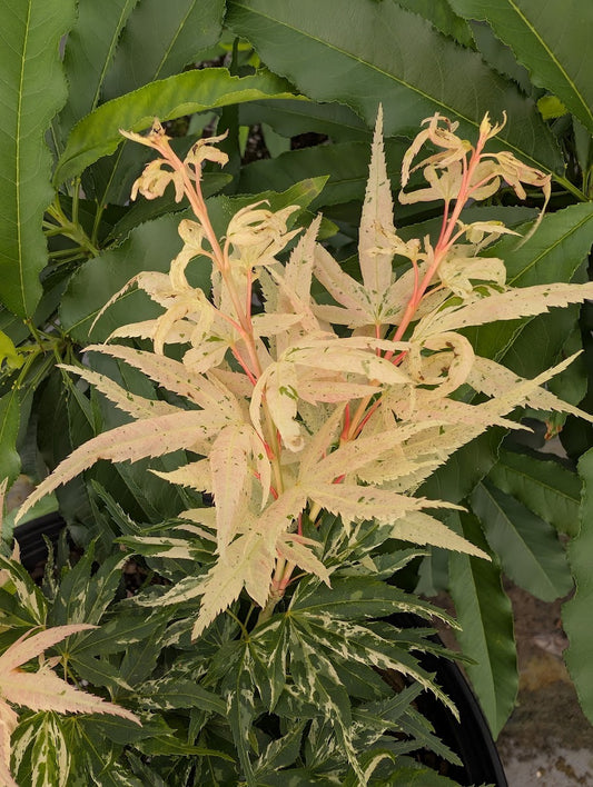 Acer palmatum 'Yuki Yama' (Snow Kitten)